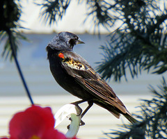 Red-winged Blackbird outside our home