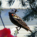 Red-winged Blackbird outside our home