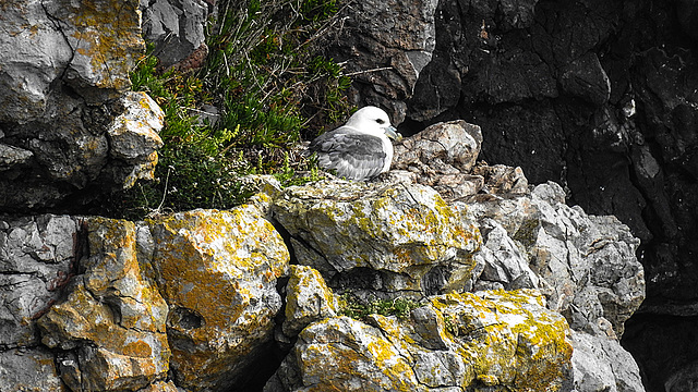 20190614 5261CPw [R~GB] Eissturmvogel, Castlemartin Range, Wales