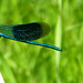 Odonata Libelle Waterjuffer