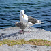 Norway, Lofoten Islands, Seagull and Her Chick