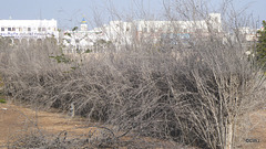 LR-1040418