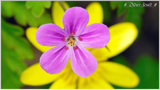 Herbe à Robert (Geranium robertianum)