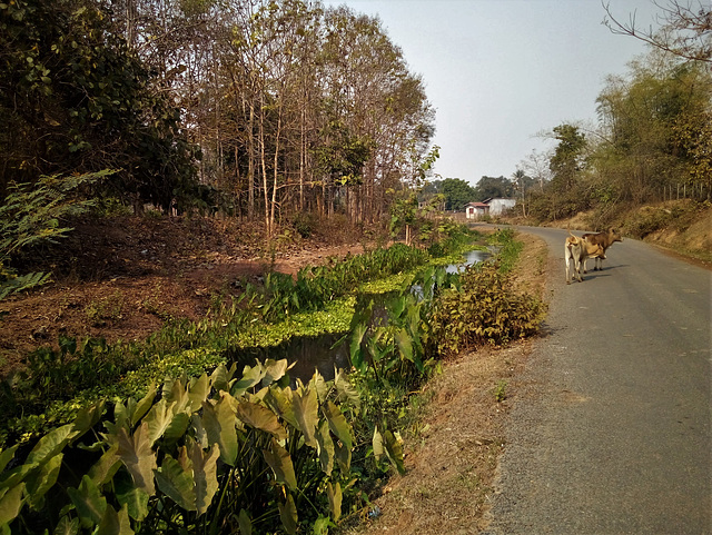 Au paradis des vaches / Cows paradise  (Laos)