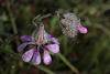 Silene colorata, Caryophyllales