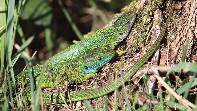 Lézard vert (Lacerta bilineata)