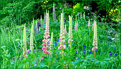 Jardin de lupins...