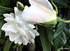 White Roses And Bud.