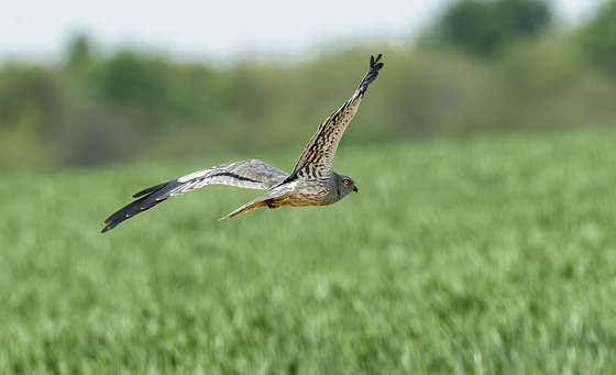 Busard  cendré - Montagu's Harrier