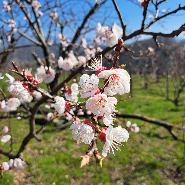 Mandel (Prunus dulcis)