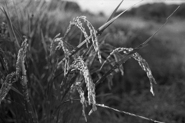 Ear of rice