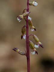 Corallorhiza odontorhiza (Autumn Coral Root orchid)