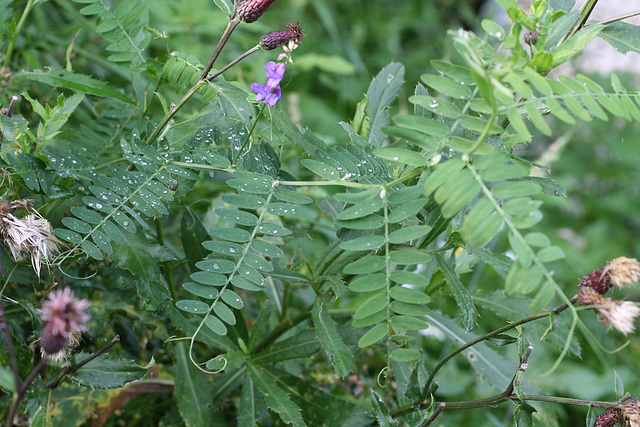 Cow vetch