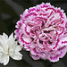 1 ½ carnations