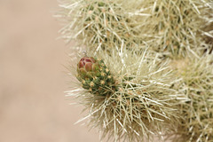 Cholla Flower Bud