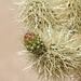 Cholla Flower Bud