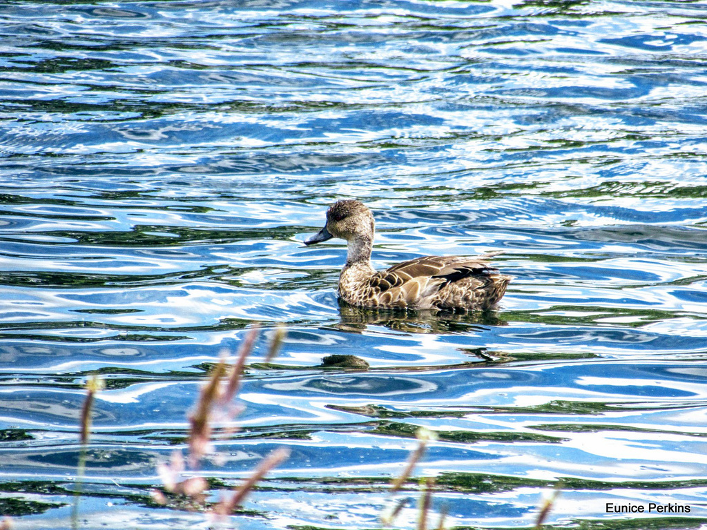 Happily Swimming.