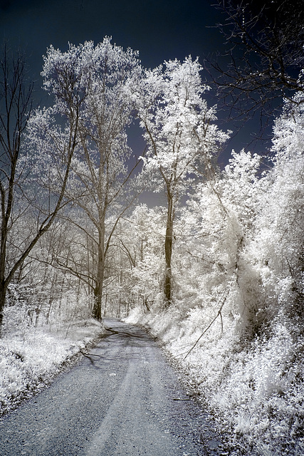 Country lane