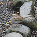 White-throated Sparrow