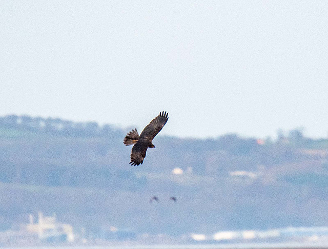 Marsh harrier