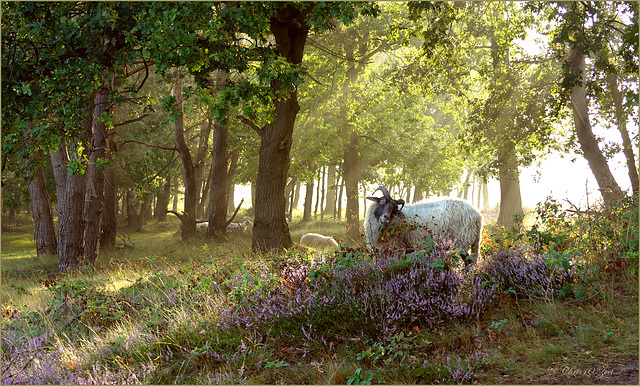 Sheep loves the Heather...