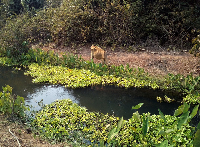 Cows paradise / Au paradis des vaches  (Laos)