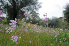 Silene colorata, Caryophyllales