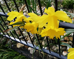 ...An Easter Fence...