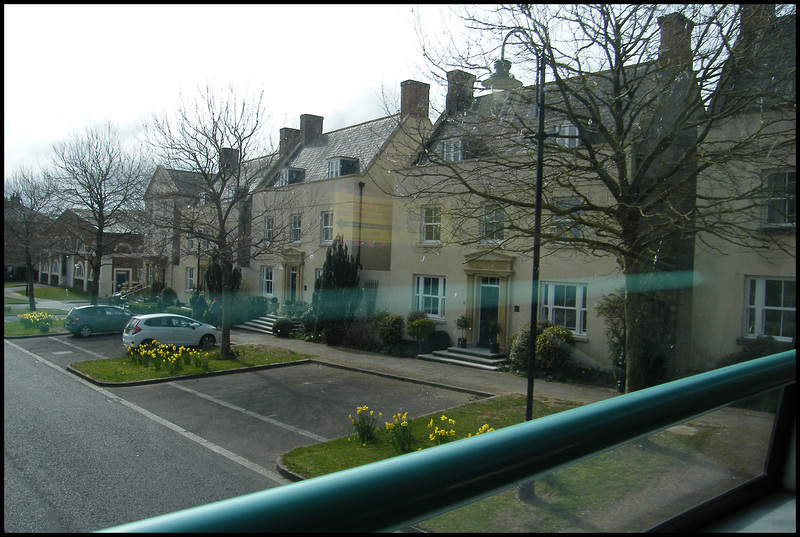 daffs in Peverell Avenue