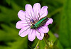 20210609 0647CPw [D~LIP] Blume, Schenkelkäfer, UWZ, Bad Salzuflen