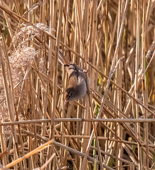 Cetti's warbler