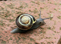 Schnecke mit Häuschen