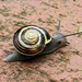 Schnecke mit Häuschen