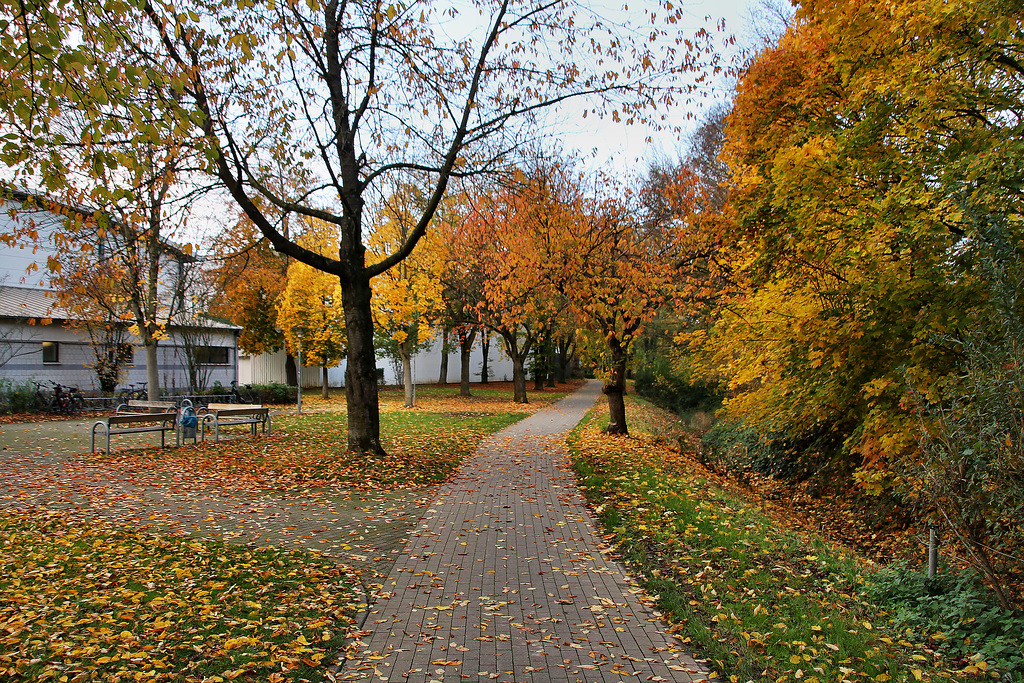 Weg am Neuen Mommbach (Voerde) / 19.11.2022