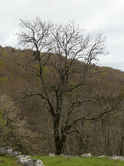 20240503 -05 Lavogne Blandas - Ruines Malpertus - Puech Sigal (49)