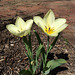 backyard tulips