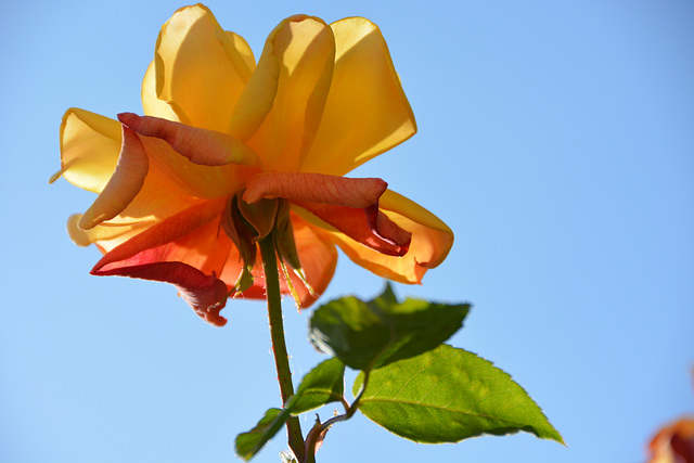 rose jaune orange sur fond ciel