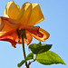 rose jaune orange sur fond ciel