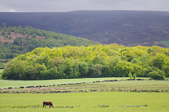 Cat Wood and Shire Hill