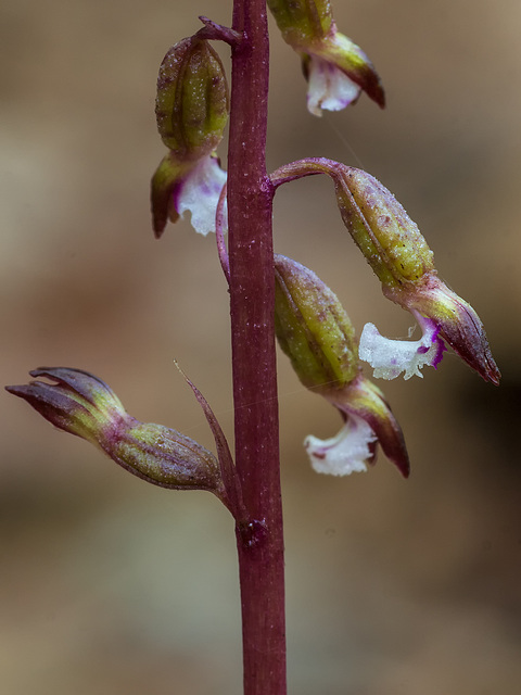 Corallorhiza odontorhiza (Autumn Coral Root orchid)