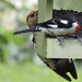 Rose-breasted Grosbeaks