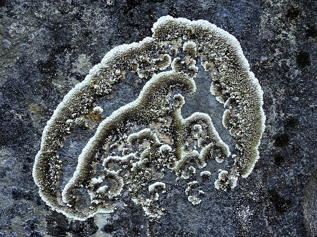 Lichen island ;)