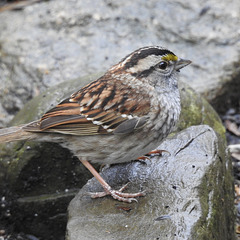 White-throated Sparrow