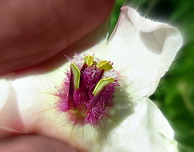 The interior of a Tall Bluebell flower