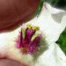 The interior of a Tall Bluebell flower