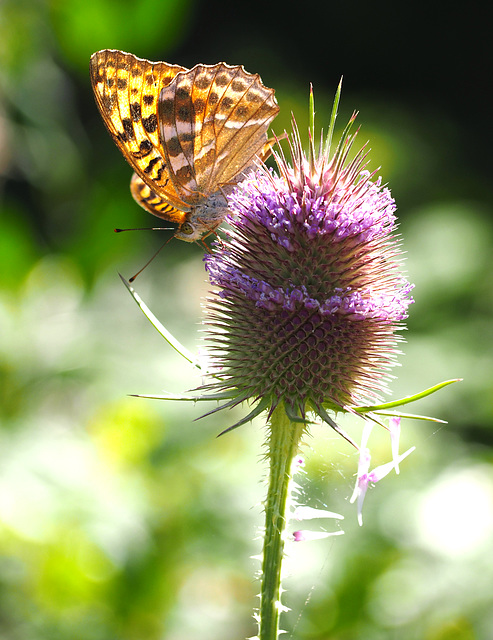 Schmetterling auf Distel