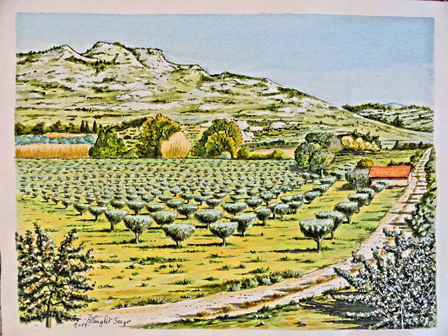 Aquarelle, Oliveraie en Provence