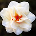 Narcissus Acropolis Daffodil