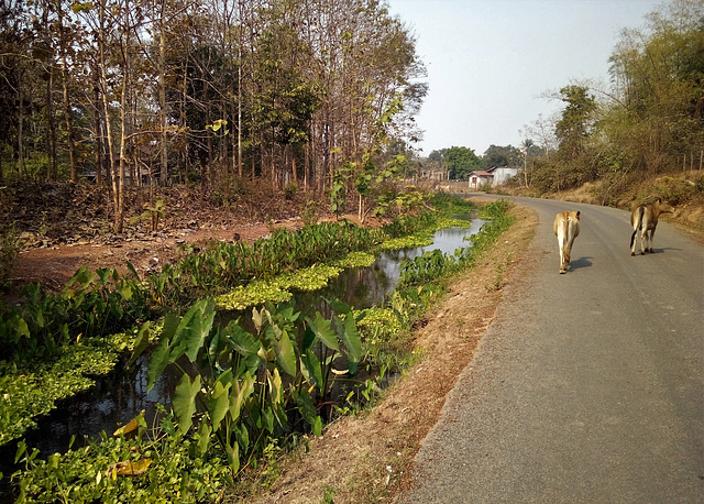 Nel paradiso delle mucche / Au paradis d es vaches  (Laos)