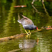 Moorhen